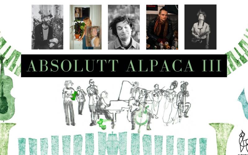 Bilde for arrangement Absolutt Alpaca III