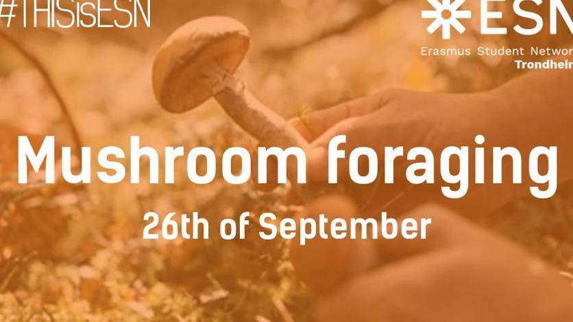Mushroom foraging #3