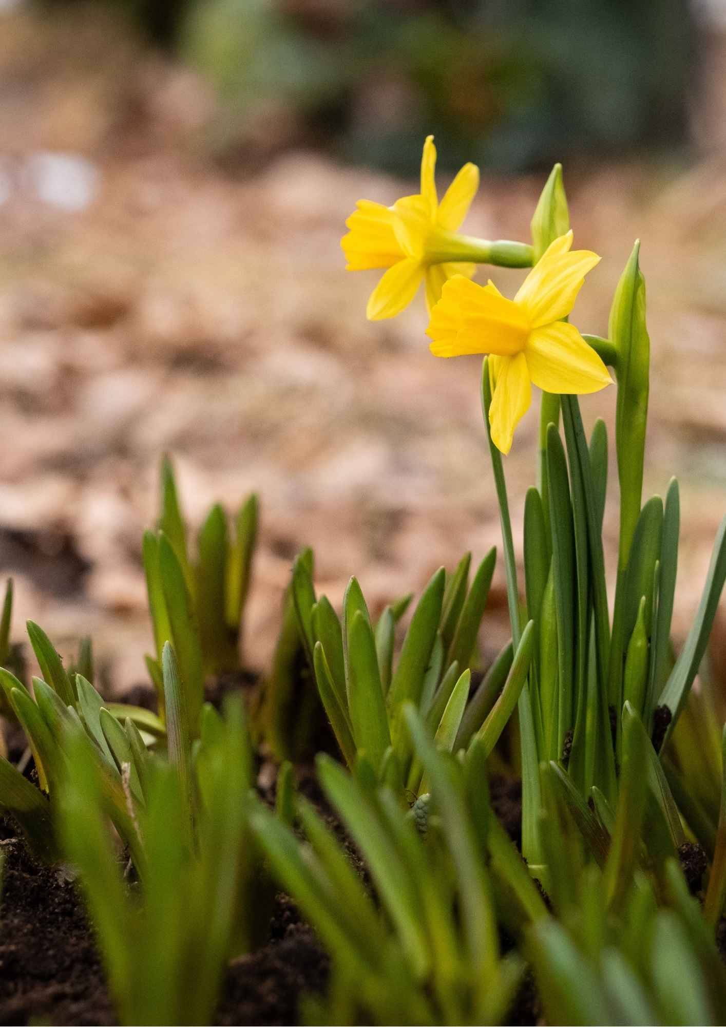 Bilde for arrangement LANGFREDAGSKONSERT - "Via crucis" (Korsveien)  av Frans Liszt